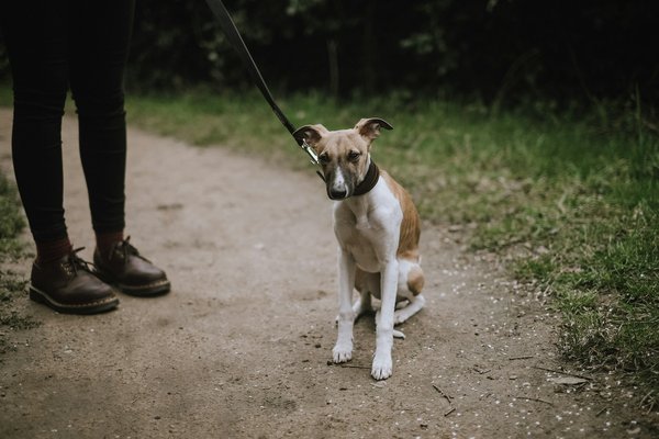 How can you accommodate the exercise needs of a Whippet with limited outdoor space?