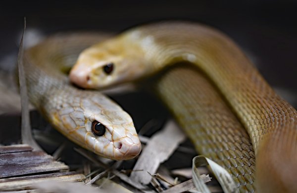 How can you effectively manage a pet snake's shedding process?